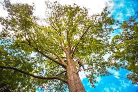 Best Tree Cabling and Bracing  in Bell Nyon, CA