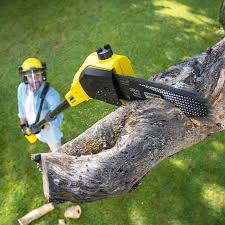 Best Tree Risk Assessment  in Bell Nyon, CA