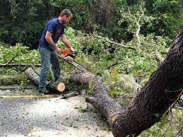 Bell Canyon, CA Tree Care Company