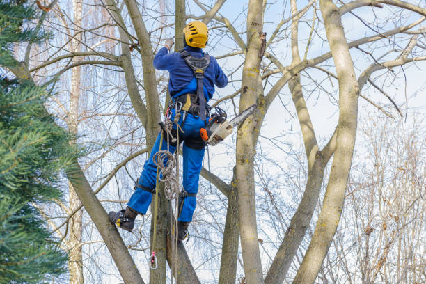 Best Utility Line Clearance  in Bell Nyon, CA