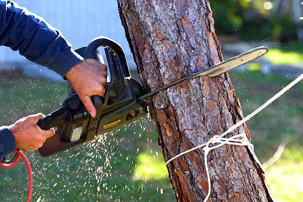 Best Palm Tree Trimming  in Bell Nyon, CA