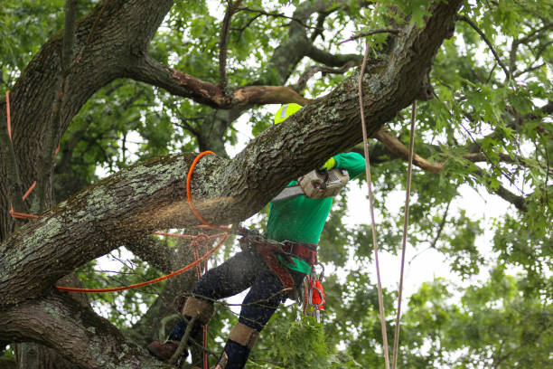 Best Emergency Tree Removal  in Bell Nyon, CA
