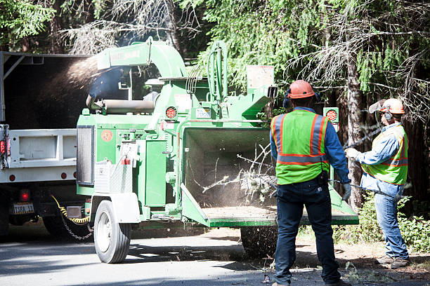 How Our Tree Care Process Works  in  Bell Canyon, CA