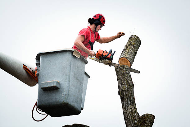 Best Tree Health Inspection  in Bell Nyon, CA