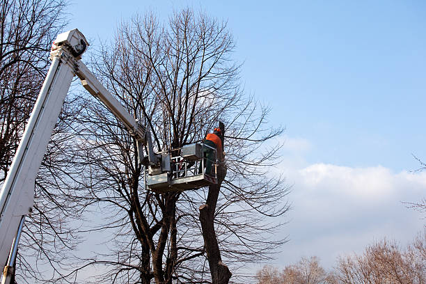 Best Tree Preservation Services  in Bell Nyon, CA