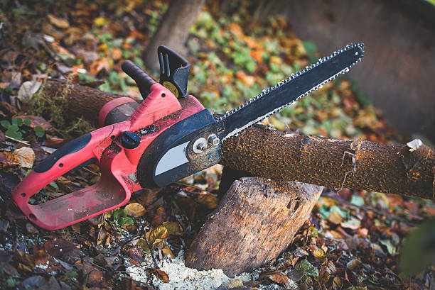 Best Tree and Shrub Care  in Bell Nyon, CA