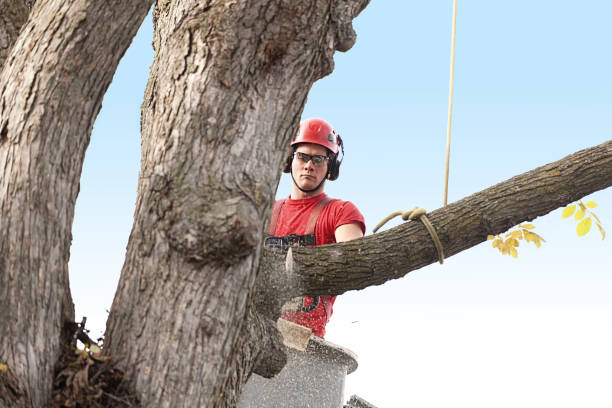 Best Lawn Pest Prevention  in Bell Nyon, CA